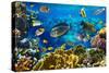 Photo of a Tropical Fish on a Coral Reef-Irochka-Stretched Canvas