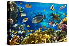 Photo of a Tropical Fish on a Coral Reef-Irochka-Stretched Canvas