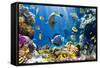 Photo of a Tropical Fish on a Coral Reef-Irochka-Framed Stretched Canvas