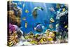 Photo of a Tropical Fish on a Coral Reef-Irochka-Stretched Canvas