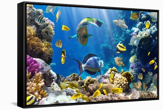 Photo of a Tropical Fish on a Coral Reef-Irochka-Framed Stretched Canvas