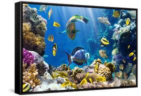 Photo of a Tropical Fish on a Coral Reef-Irochka-Framed Stretched Canvas