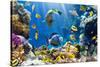 Photo of a Tropical Fish on a Coral Reef-Irochka-Stretched Canvas