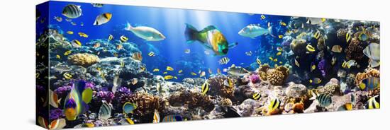 Photo of a Tropical Fish on a Coral Reef-Irochka-Stretched Canvas