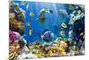Photo of a Tropical Fish on a Coral Reef-Irochka-Mounted Photographic Print
