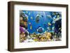 Photo of a Tropical Fish on a Coral Reef-Irochka-Framed Photographic Print