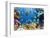 Photo of a Tropical Fish on a Coral Reef-Irochka-Framed Photographic Print