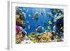 Photo of a Tropical Fish on a Coral Reef-Irochka-Framed Photographic Print