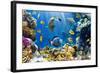 Photo of a Tropical Fish on a Coral Reef-Irochka-Framed Photographic Print