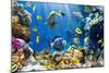 Photo of a Tropical Fish on a Coral Reef-Irochka-Mounted Photographic Print