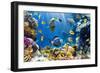 Photo of a Tropical Fish on a Coral Reef-Irochka-Framed Photographic Print