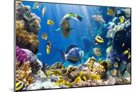 Photo of a Tropical Fish on a Coral Reef-Irochka-Mounted Photographic Print