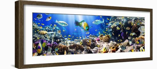 Photo of a Tropical Fish on a Coral Reef-Irochka-Framed Photographic Print