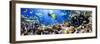 Photo of a Tropical Fish on a Coral Reef-Irochka-Framed Photographic Print