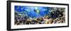 Photo of a Tropical Fish on a Coral Reef-Irochka-Framed Photographic Print