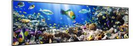 Photo of a Tropical Fish on a Coral Reef-Irochka-Mounted Photographic Print