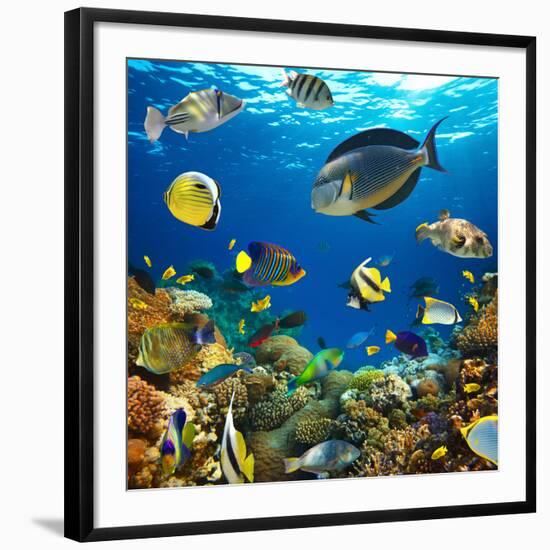 Photo of a Tropical Fish on a Coral Reef-Irochka-Framed Photographic Print