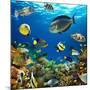 Photo of a Tropical Fish on a Coral Reef-Irochka-Mounted Photographic Print