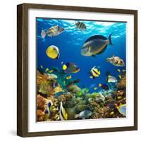 Photo of a Tropical Fish on a Coral Reef-Irochka-Framed Photographic Print