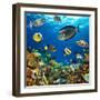 Photo of a Tropical Fish on a Coral Reef-Irochka-Framed Photographic Print