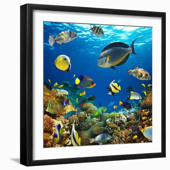 Photo of a Tropical Fish on a Coral Reef-Irochka-Framed Photographic Print