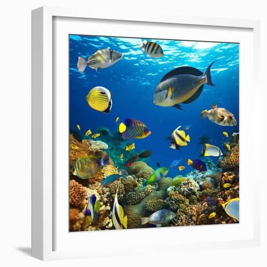 Photo of a Tropical Fish on a Coral Reef-Irochka-Framed Photographic Print