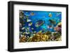 Photo of a Tropical Fish on a Coral Reef-Irochka-Framed Photographic Print