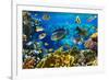 Photo of a Tropical Fish on a Coral Reef-Irochka-Framed Photographic Print