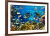 Photo of a Tropical Fish on a Coral Reef-Irochka-Framed Photographic Print