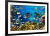 Photo of a Tropical Fish on a Coral Reef-Irochka-Framed Photographic Print