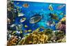 Photo of a Tropical Fish on a Coral Reef-Irochka-Mounted Photographic Print