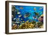 Photo of a Tropical Fish on a Coral Reef-Irochka-Framed Photographic Print