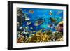 Photo of a Tropical Fish on a Coral Reef-Irochka-Framed Photographic Print