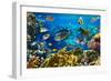 Photo of a Tropical Fish on a Coral Reef-Irochka-Framed Photographic Print