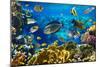 Photo of a Tropical Fish on a Coral Reef-Irochka-Mounted Photographic Print