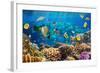 Photo of a Tropical Fish on a Coral Reef-Irochka-Framed Photographic Print