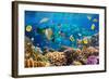 Photo of a Tropical Fish on a Coral Reef-Irochka-Framed Photographic Print