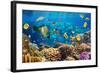 Photo of a Tropical Fish on a Coral Reef-Irochka-Framed Photographic Print