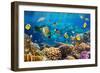 Photo of a Tropical Fish on a Coral Reef-Irochka-Framed Photographic Print