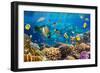 Photo of a Tropical Fish on a Coral Reef-Irochka-Framed Photographic Print