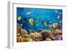 Photo of a Tropical Fish on a Coral Reef-Irochka-Framed Photographic Print