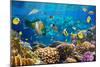 Photo of a Tropical Fish on a Coral Reef-Irochka-Mounted Photographic Print