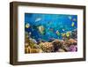 Photo of a Tropical Fish on a Coral Reef-Irochka-Framed Photographic Print