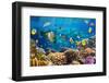 Photo of a Tropical Fish on a Coral Reef-Irochka-Framed Photographic Print