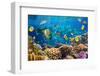 Photo of a Tropical Fish on a Coral Reef-Irochka-Framed Photographic Print