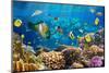 Photo of a Tropical Fish on a Coral Reef-Irochka-Mounted Photographic Print