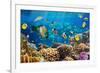 Photo of a Tropical Fish on a Coral Reef-Irochka-Framed Photographic Print