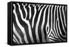 Photo Of A Zebra Texture Black And White-Pavelmidi-Framed Stretched Canvas