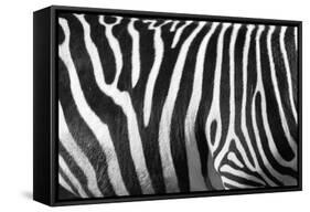 Photo Of A Zebra Texture Black And White-Pavelmidi-Framed Stretched Canvas