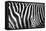 Photo Of A Zebra Texture Black And White-Pavelmidi-Framed Stretched Canvas